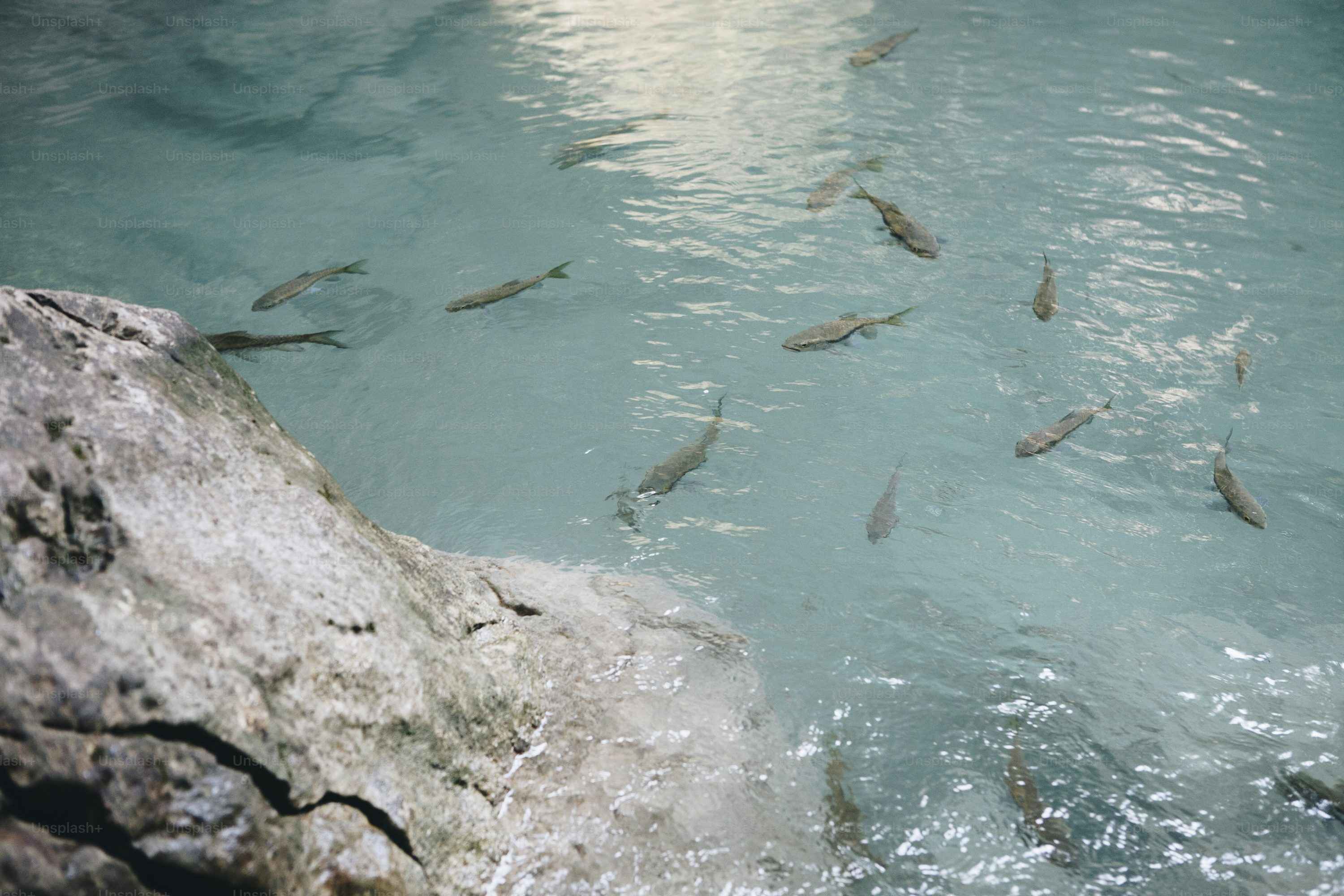 Fish swimming in pond
